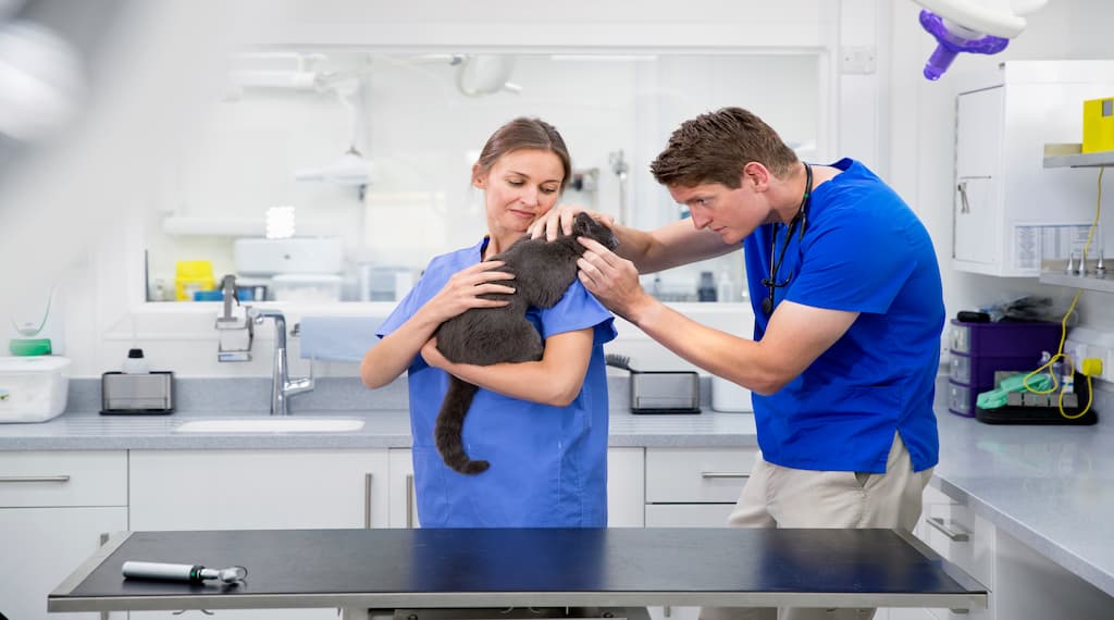 Why Veterinary Clinics Need Specialized Medical Refrigeration